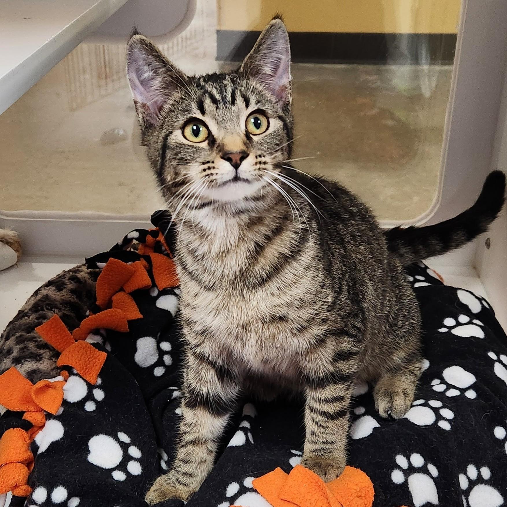 Enlarge Monty, a ADOPTABLE Tabby in Marshfield, WI image 5/6