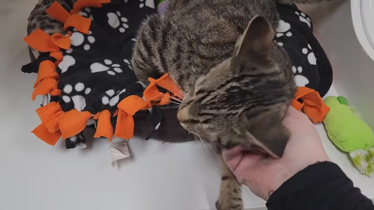 Enlarge Monty, a ADOPTABLE Tabby in Marshfield, WI video 6/6