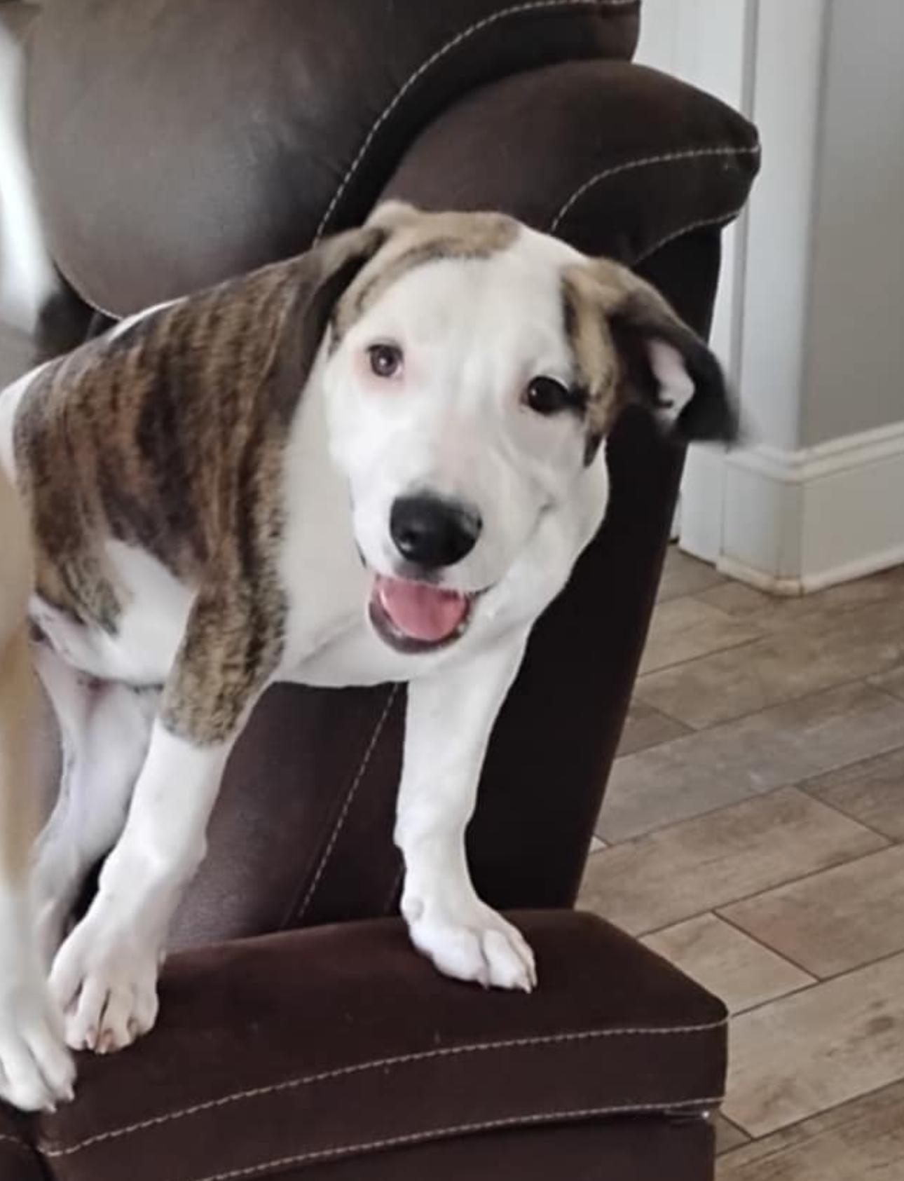 Lil miss, Adopted, Young Female American Staffordshire Terrier.