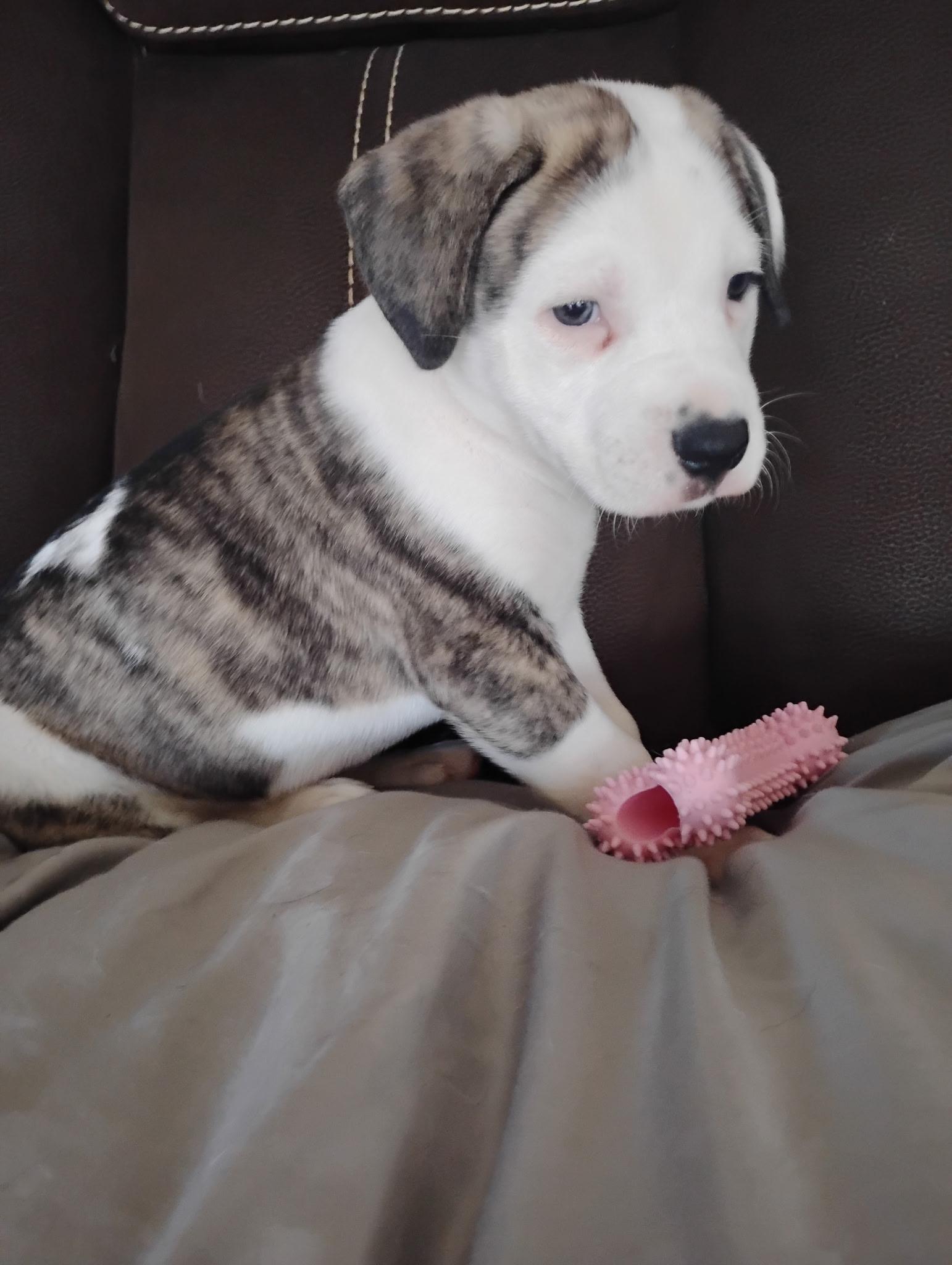 Enlarge Lil miss, a Adopted mixed breed in Adkins, TX image 2/2