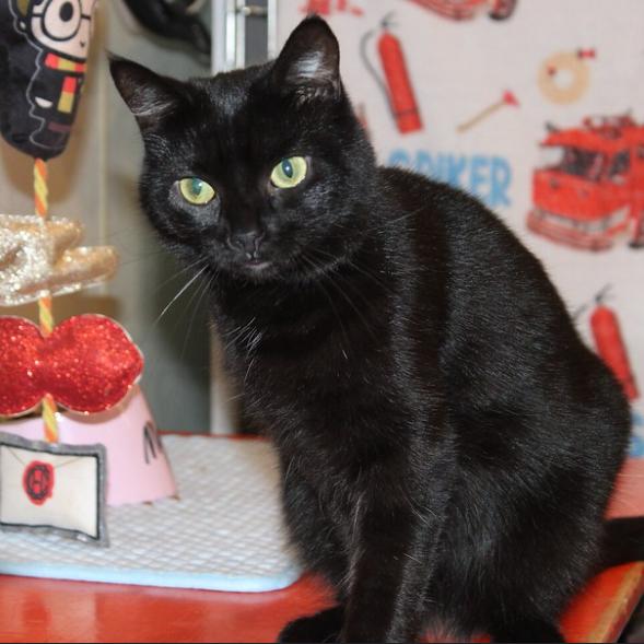 Enlarge Purrscilla, a Adoptable Domestic Short Hair in Defiance, OH image 1/6