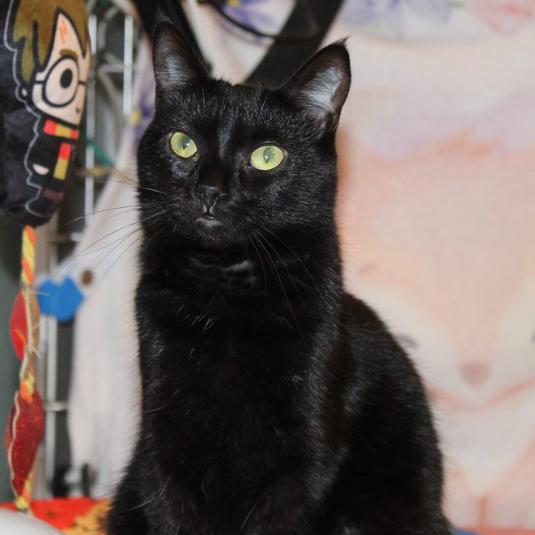 Enlarge Purrscilla, a Adoptable Domestic Short Hair in Defiance, OH image 2/6