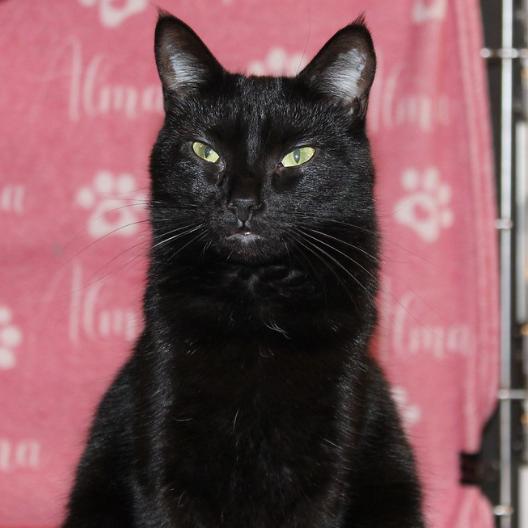 Enlarge Purrscilla, a Adoptable Domestic Short Hair in Defiance, OH image 3/6