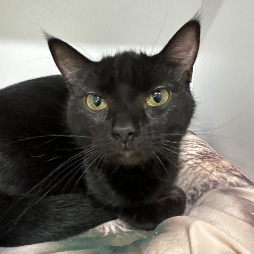 Enlarge Purrscilla, a Adoptable Domestic Short Hair in Defiance, OH image 4/6