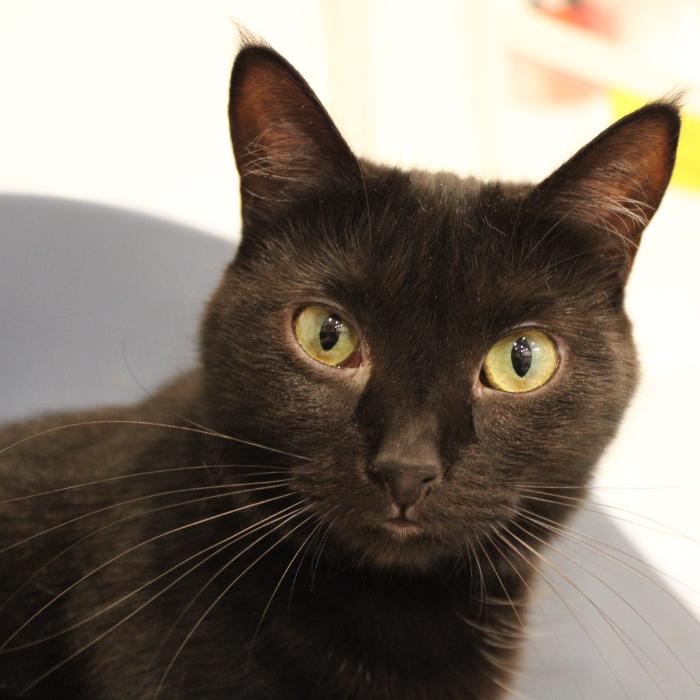 Enlarge Purrscilla, a Adoptable Domestic Short Hair in Defiance, OH image 5/6