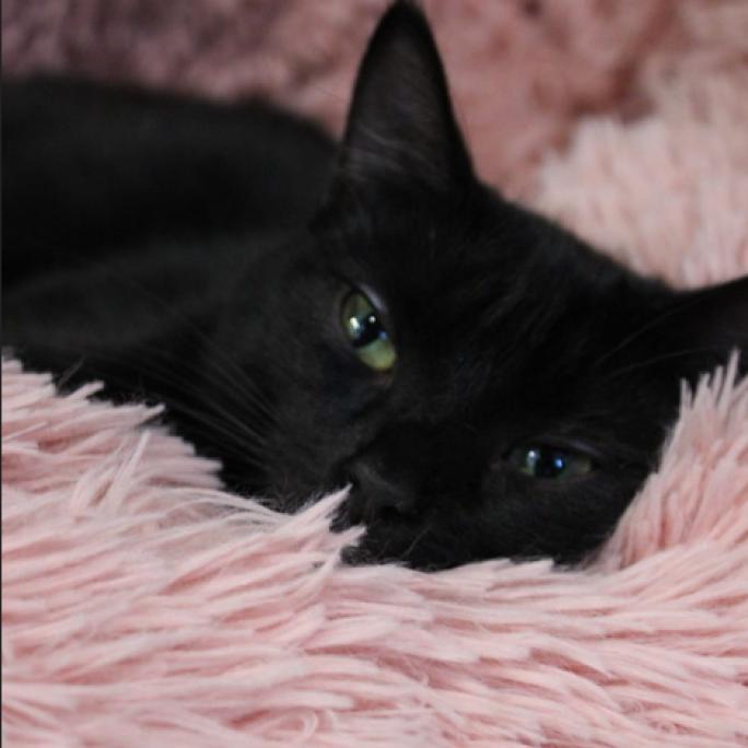 Enlarge Purrscilla, a Adoptable Domestic Short Hair in Defiance, OH image 6/6
