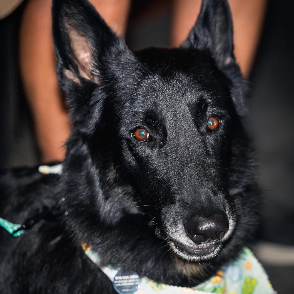 Enlarge Joe, a Adoptable German Shepherd Dog in Tulsa, OK image 1/4