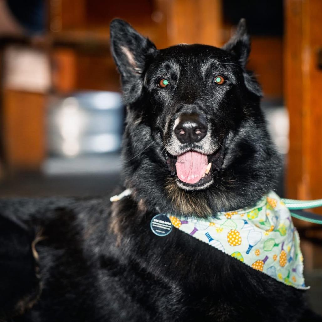 Enlarge Joe, a Adoptable German Shepherd Dog in Tulsa, OK image 1/4