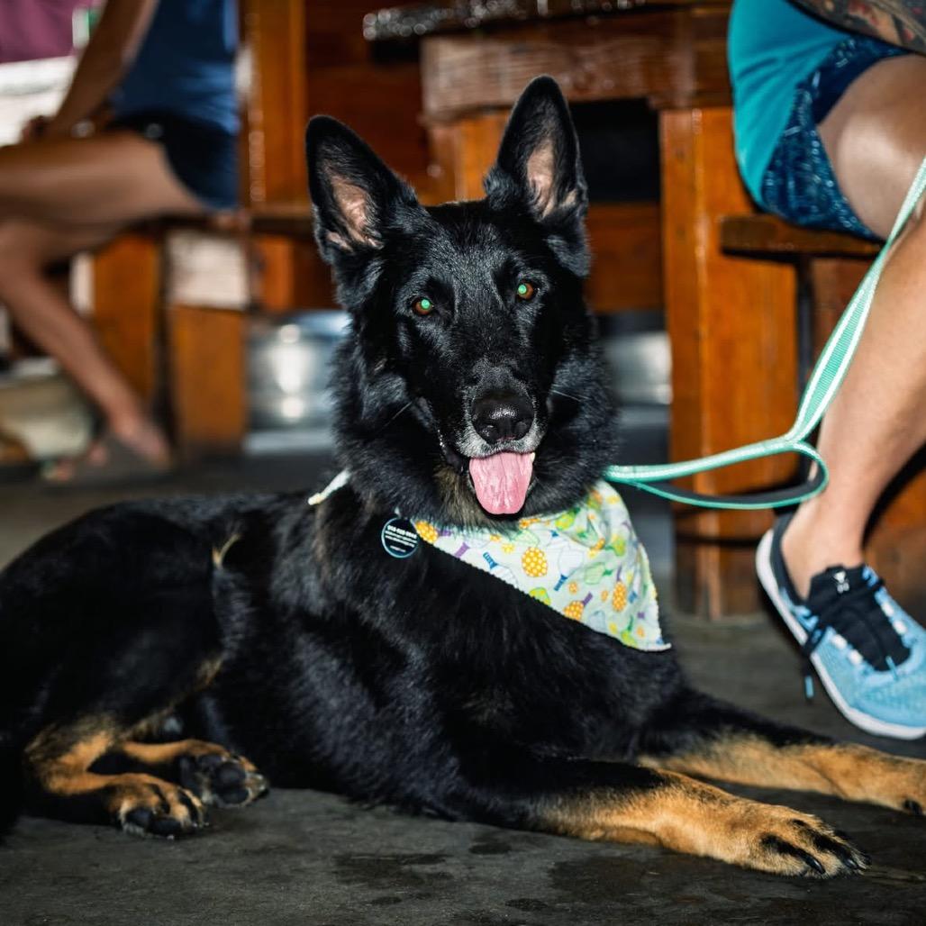 Enlarge Joe, a Adoptable German Shepherd Dog in Tulsa, OK image 3/4