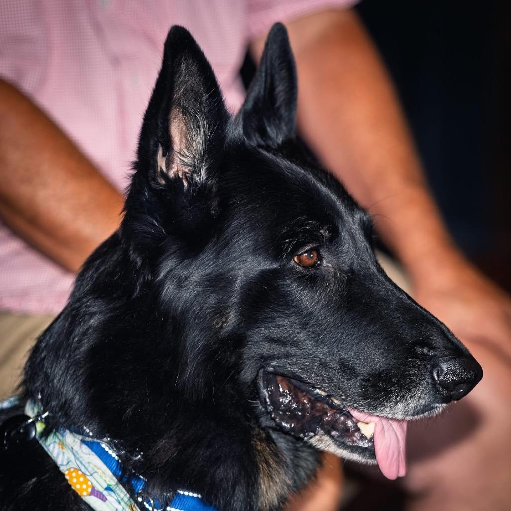 Enlarge Joe, a Adoptable German Shepherd Dog in Tulsa, OK image 4/4