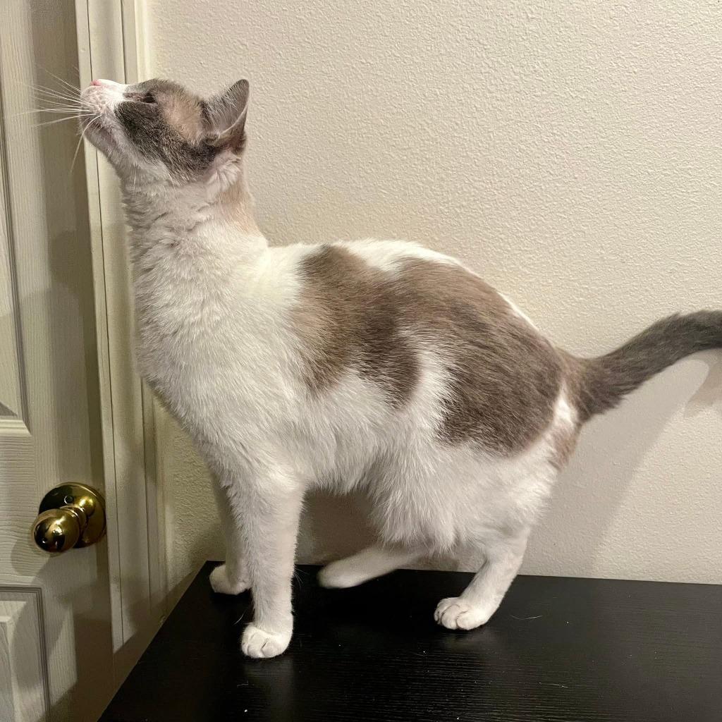 Enlarge Anna, a Adoptable Siamese in Miami, OK image 1/4