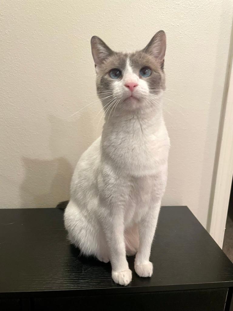 Enlarge Anna, a Adoptable Siamese in Miami, OK image 4/4