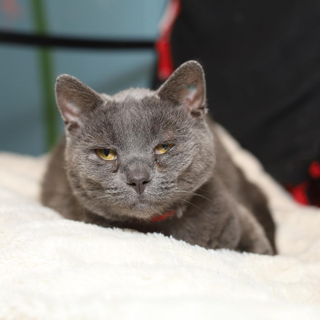 Dahlia, Adoptable, Adult Female Domestic Short Hair.