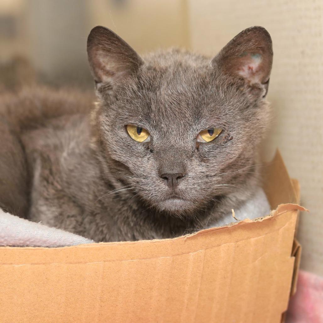Enlarge Dahlia, a Adoptable Domestic Short Hair in Evansville, IN image 2/2