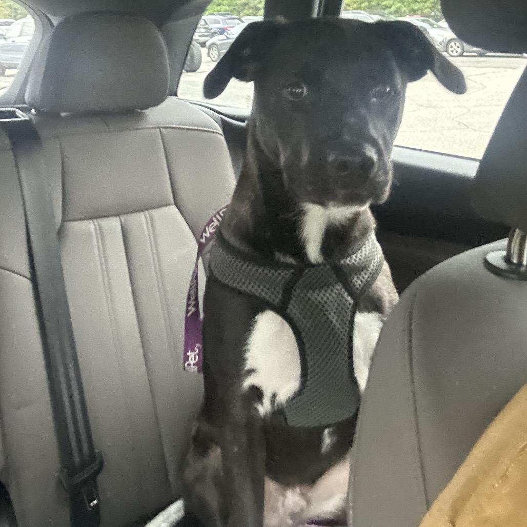 Hutch, a Adoptable mixed breed in Portland, ME image 2/4