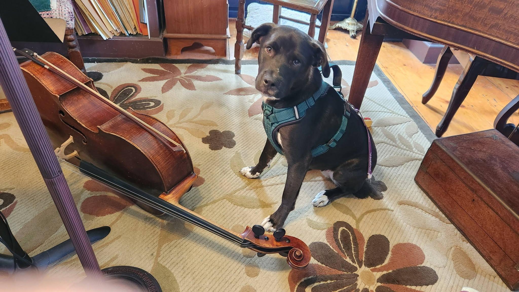 Hutch, a Adoptable mixed breed in Portland, ME image 4/4