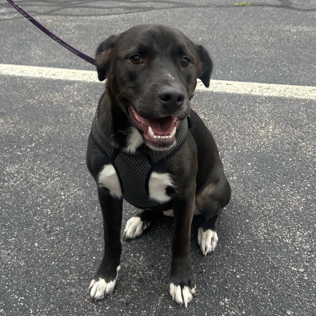 Hutch, a Adoptable mixed breed in Portland, ME image 1/4