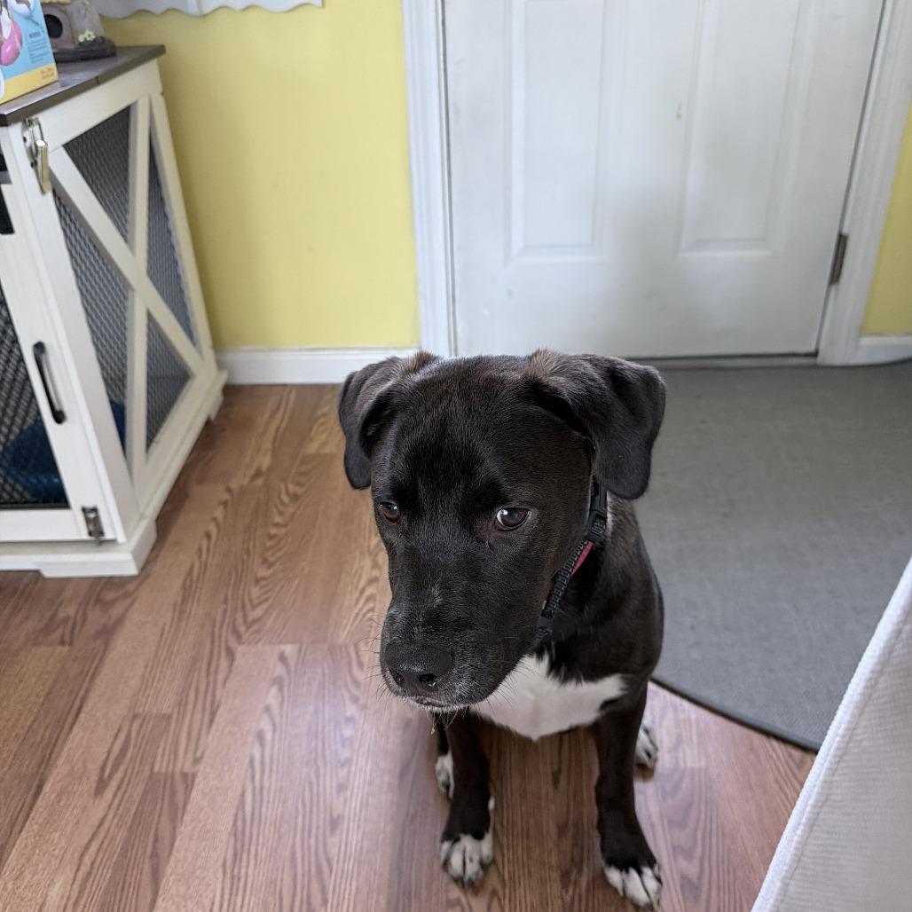 Hutch, a Adoptable mixed breed in Portland, ME image 3/4