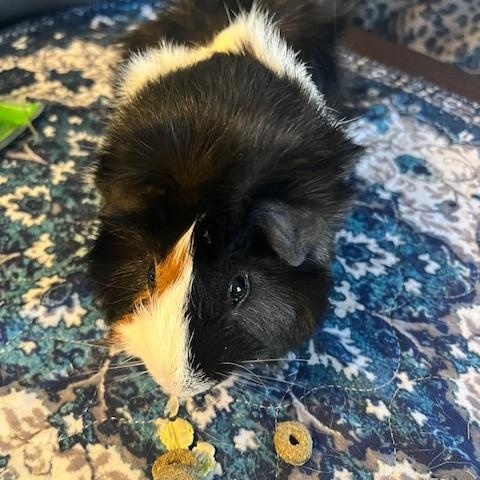 Dr. No & Goldfinger, an adopted Guinea Pig in Austin, TX image 4/6