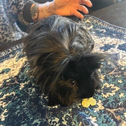 Dr. No & Goldfinger, an adopted Guinea Pig in Austin, TX image 6/6