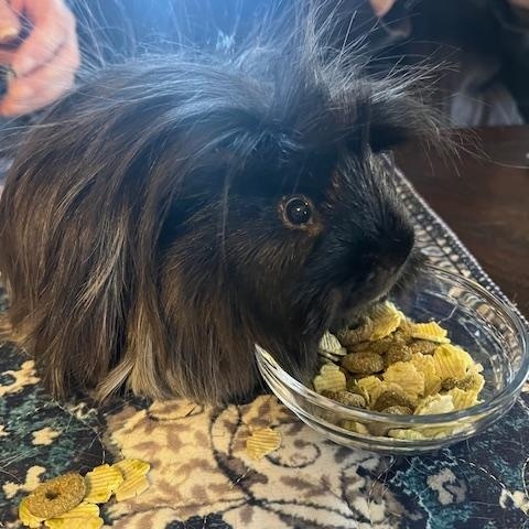 Dr. No & Goldfinger, an adopted Guinea Pig in Austin, TX image 5/6