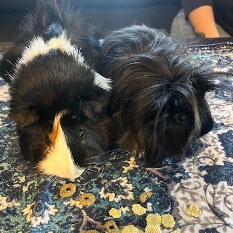 Dr. No & Goldfinger, an adopted Guinea Pig in Austin, TX image 2/6