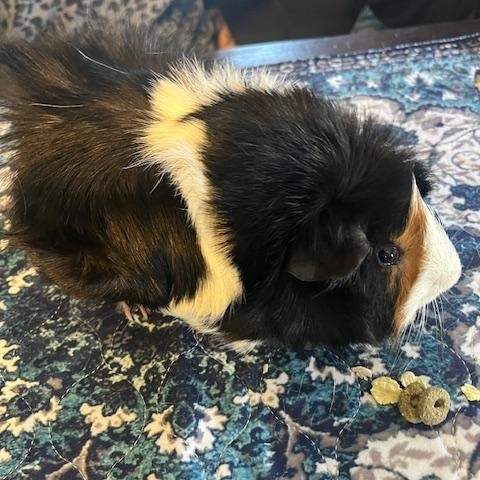 Dr. No & Goldfinger, an adopted Guinea Pig in Austin, TX image 3/6
