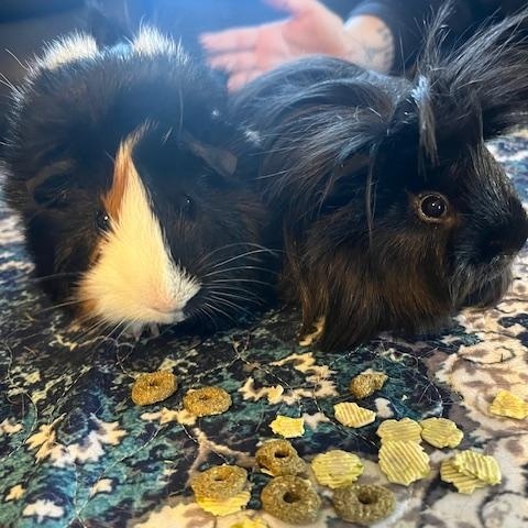 Dr. No & Goldfinger, an adopted Guinea Pig in Austin, TX image 1/6