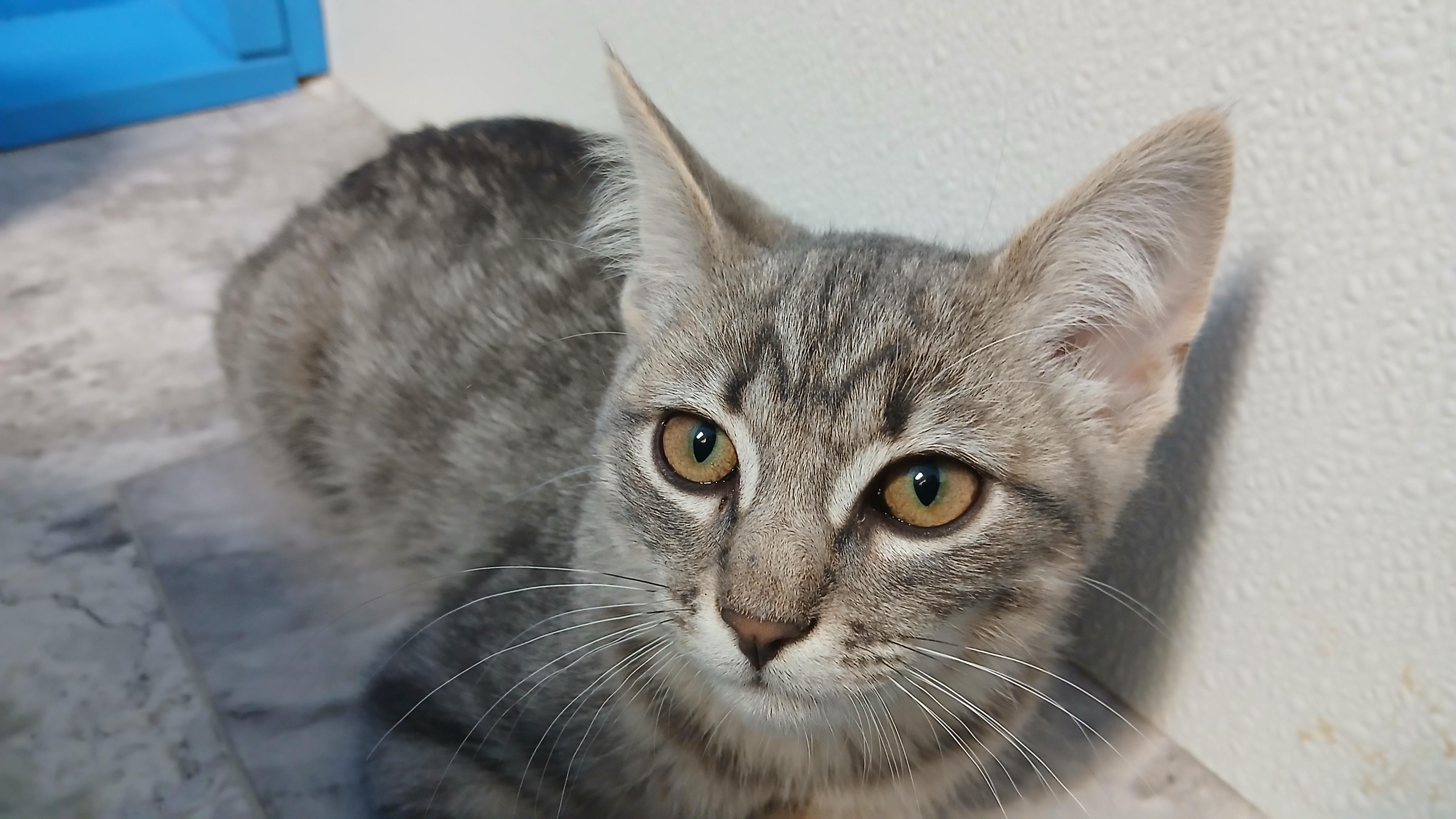 Enlarge Beckett, a Adoptable Domestic Short Hair in Cullowhee, NC image 3/6
