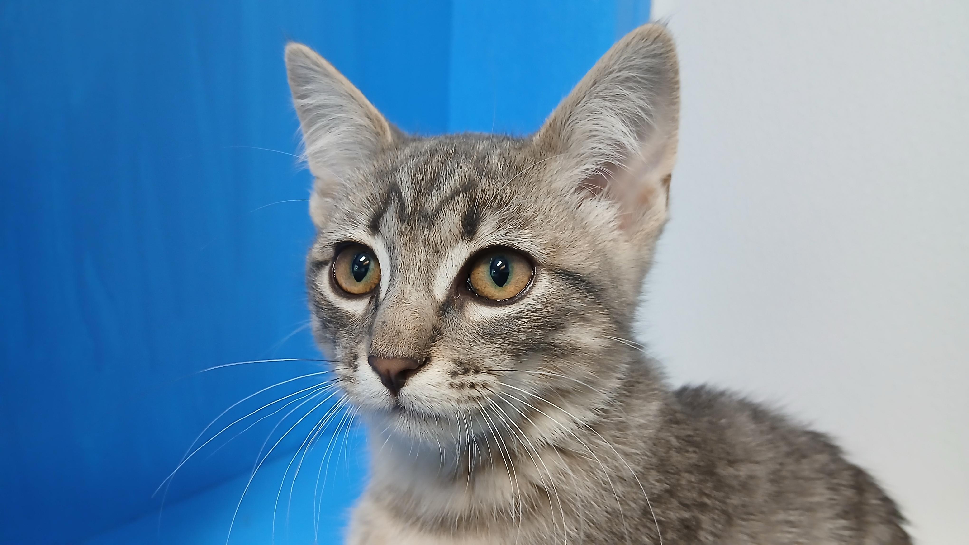 Enlarge Beckett, a Adoptable Domestic Short Hair in Cullowhee, NC image 6/6