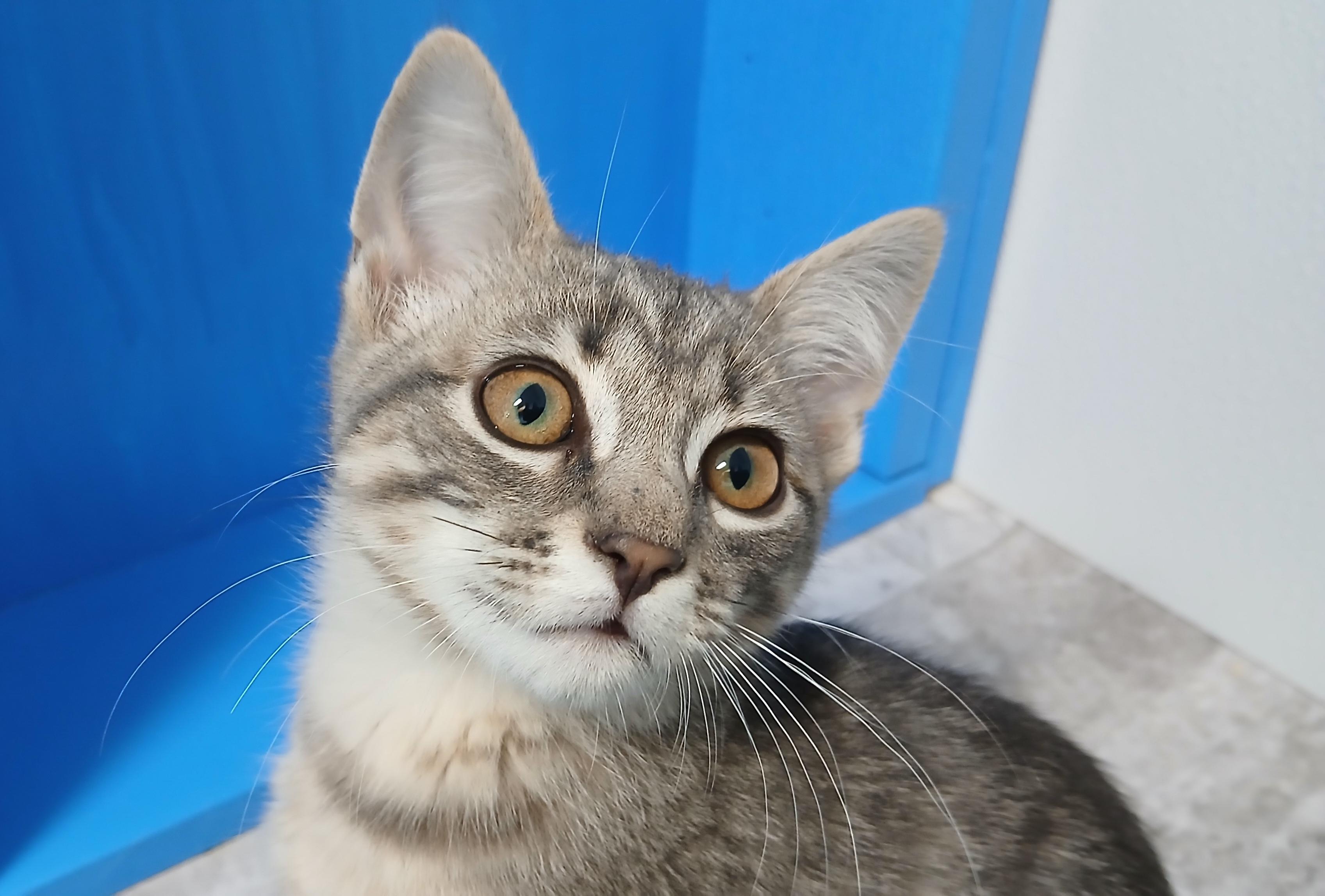 Enlarge Beckett, a Adoptable Domestic Short Hair in Cullowhee, NC image 1/6