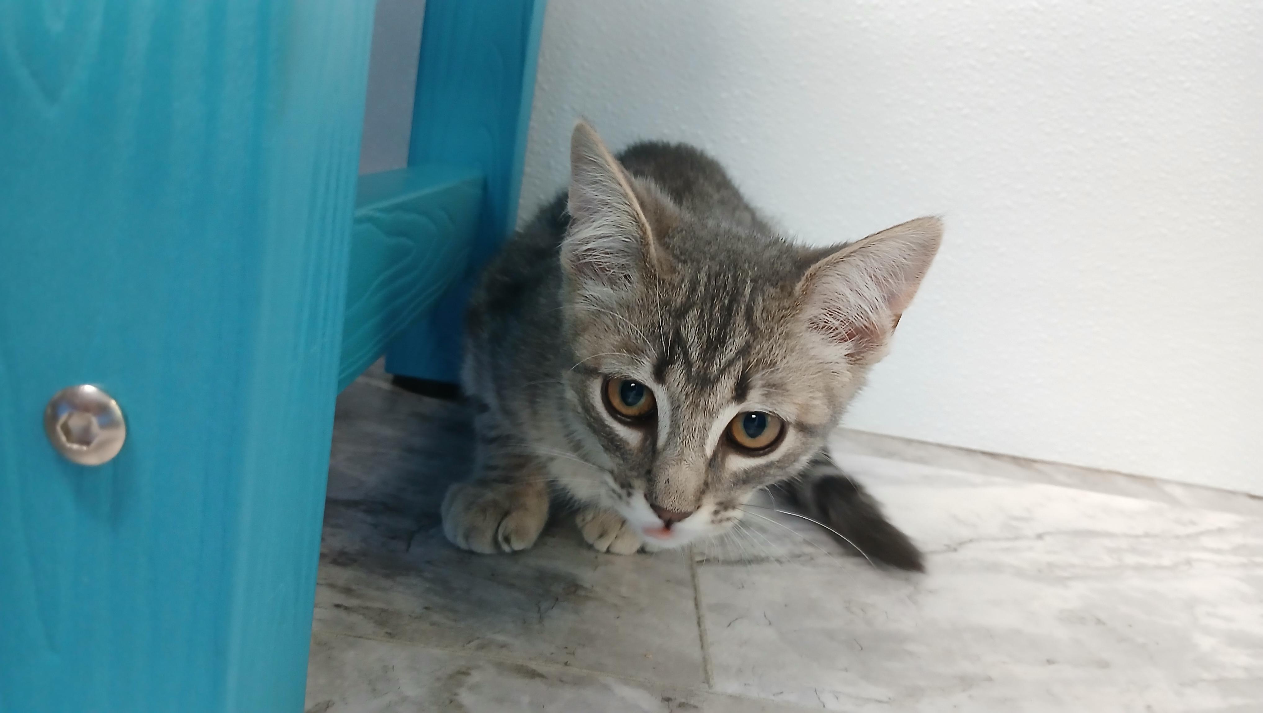 Enlarge Beckett, a Adoptable Domestic Short Hair in Cullowhee, NC image 5/6