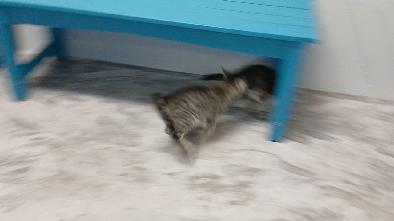 Enlarge Beckett, a Adoptable Domestic Short Hair in Cullowhee, NC video 2/6