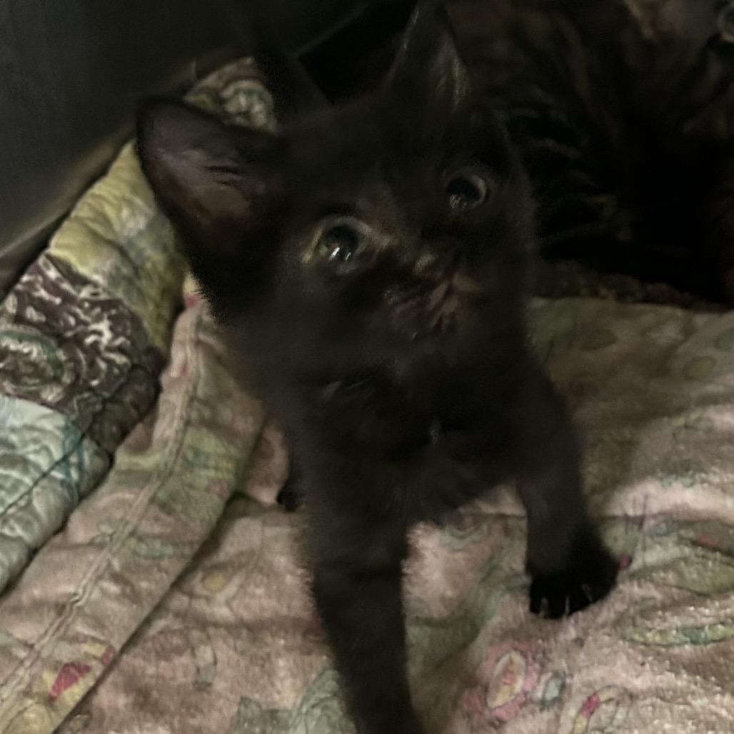 Peter pan, Adoptable, Kitten Female Domestic Short Hair.