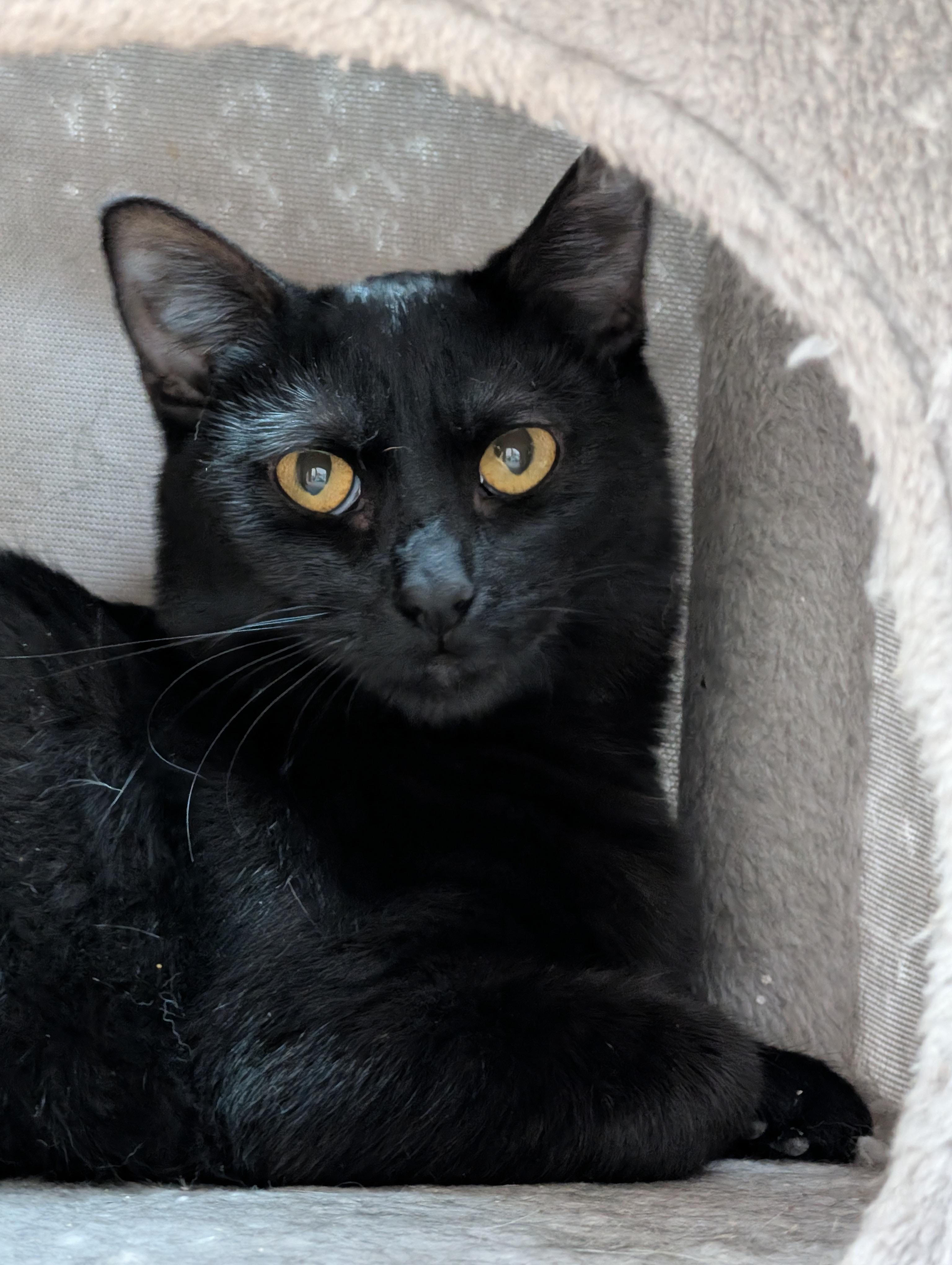 Enlarge Raven Joy, a ADOPTABLE Domestic Short Hair in Decatur, IL image 1/2