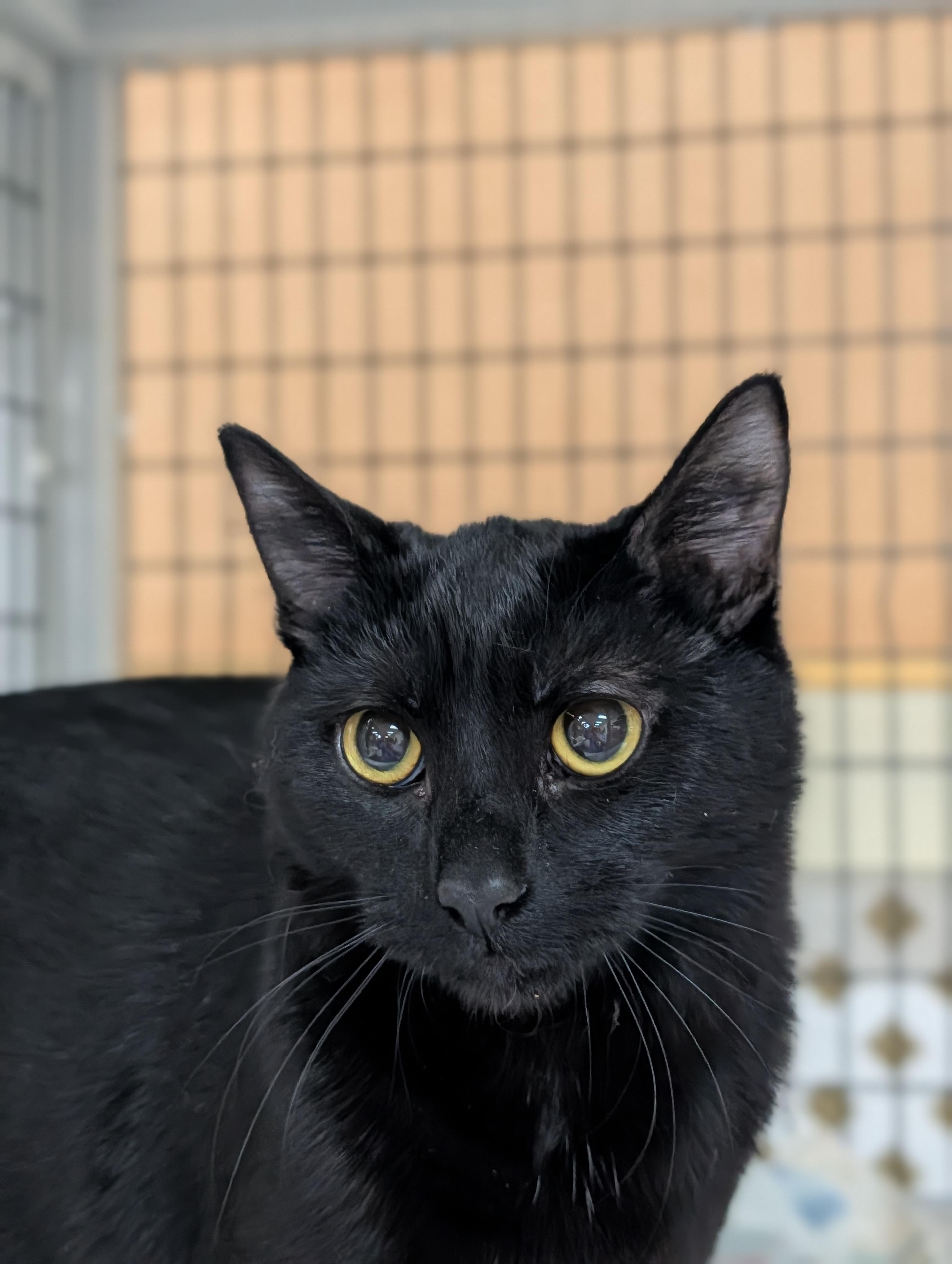 Enlarge Raven Joy, a ADOPTABLE Domestic Short Hair in Decatur, IL image 2/2