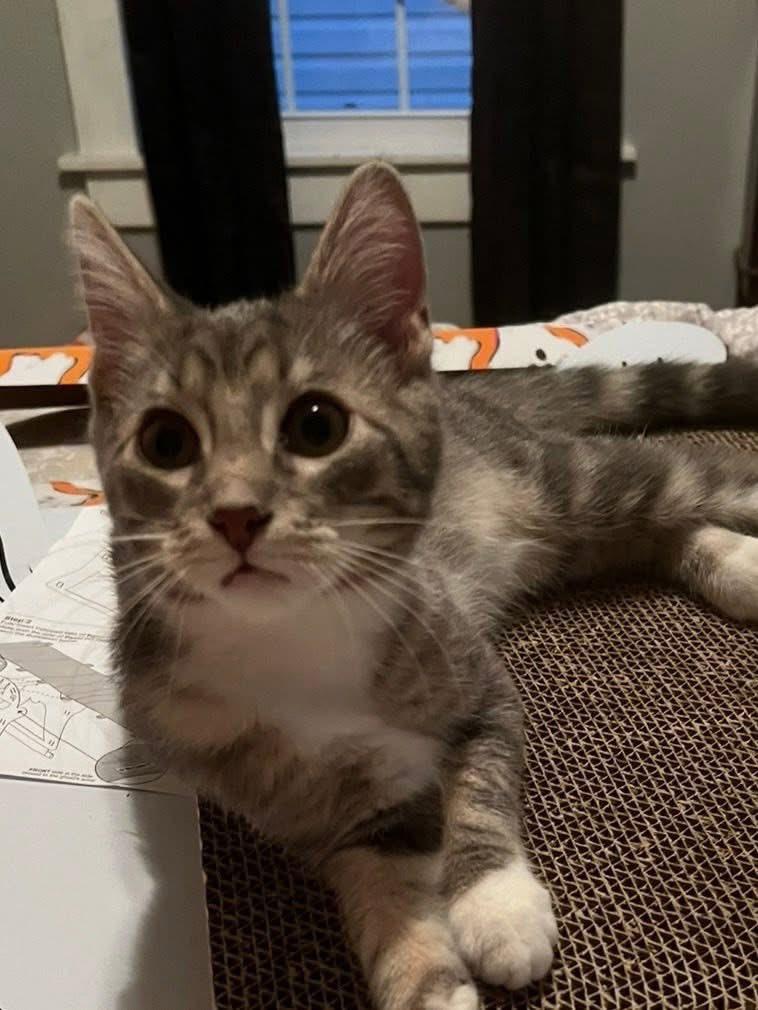 Enlarge Patrick, a Adopted Domestic Medium Hair in Fairmont, WV image 1/2