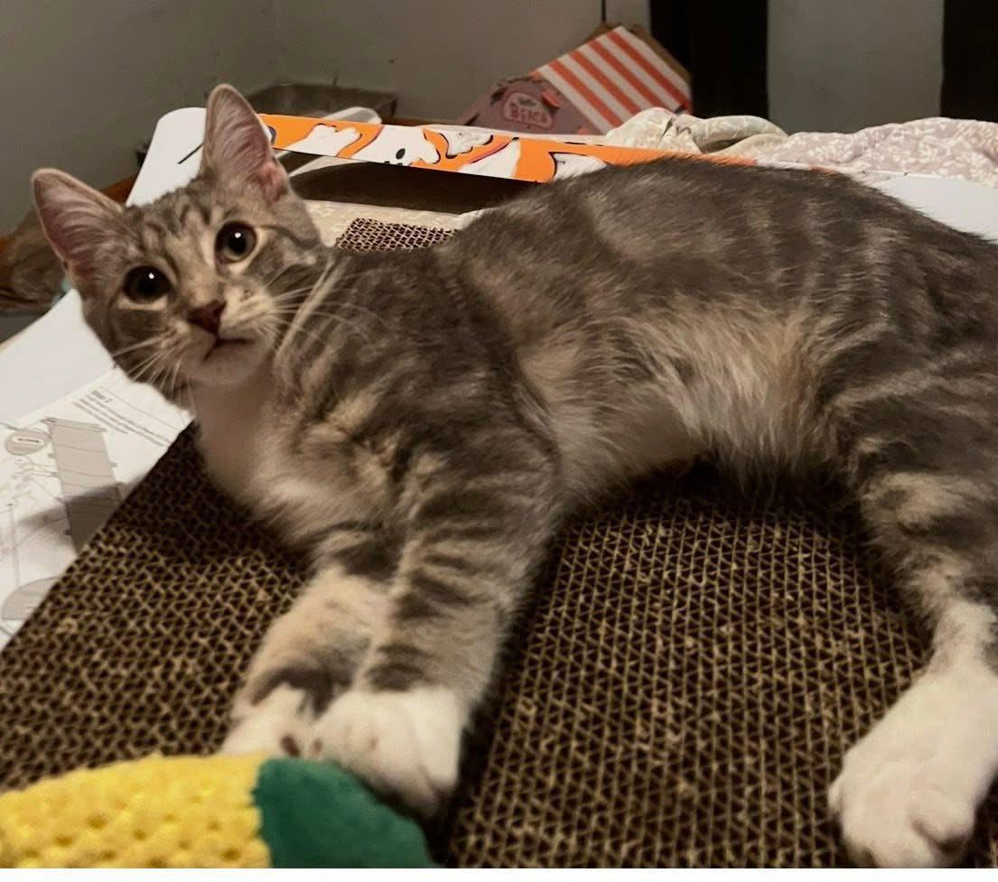 Enlarge Patrick, a Adopted Domestic Medium Hair in Fairmont, WV image 2/2