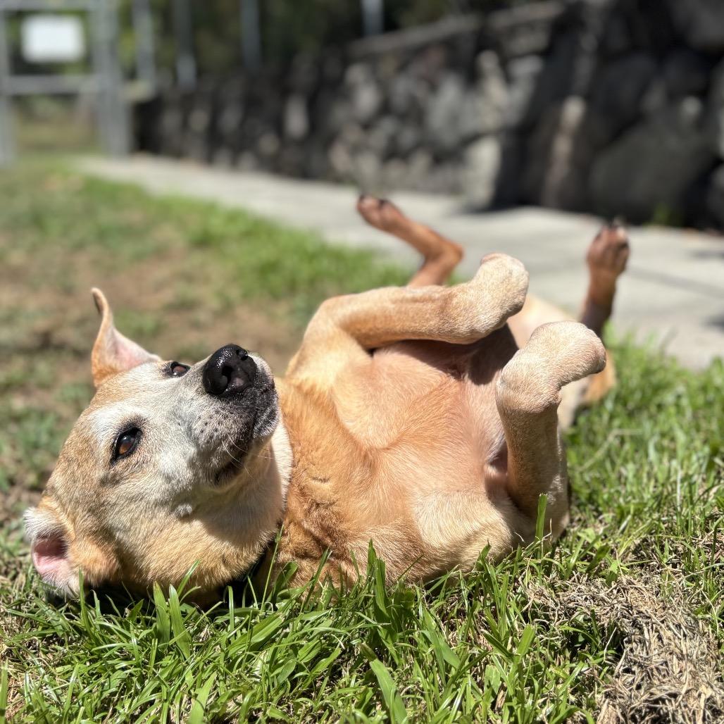 Enlarge Ryu (COH-A-64987), a Adoptable Mixed Breed in Keaau, HI image 1/6