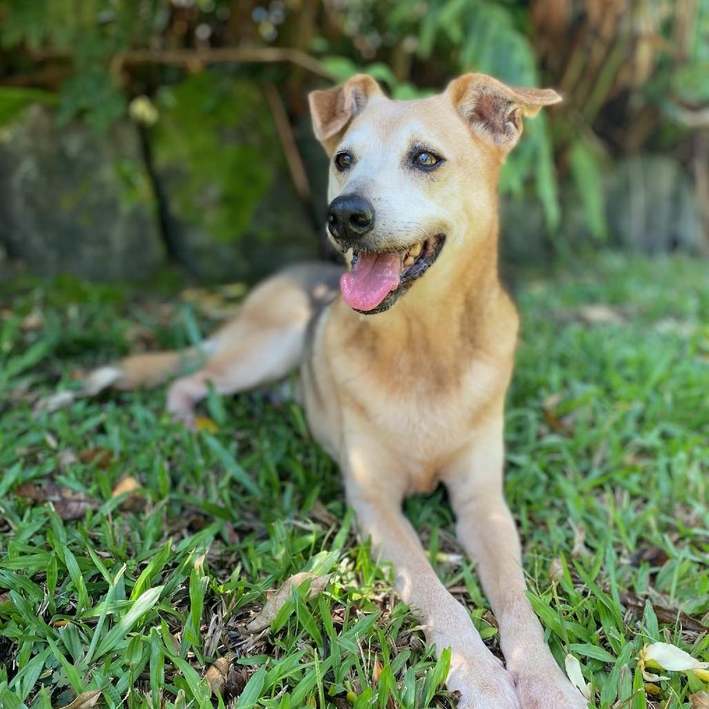 Enlarge Ryu (COH-A-64987), a Adoptable Mixed Breed in Keaau, HI image 2/6