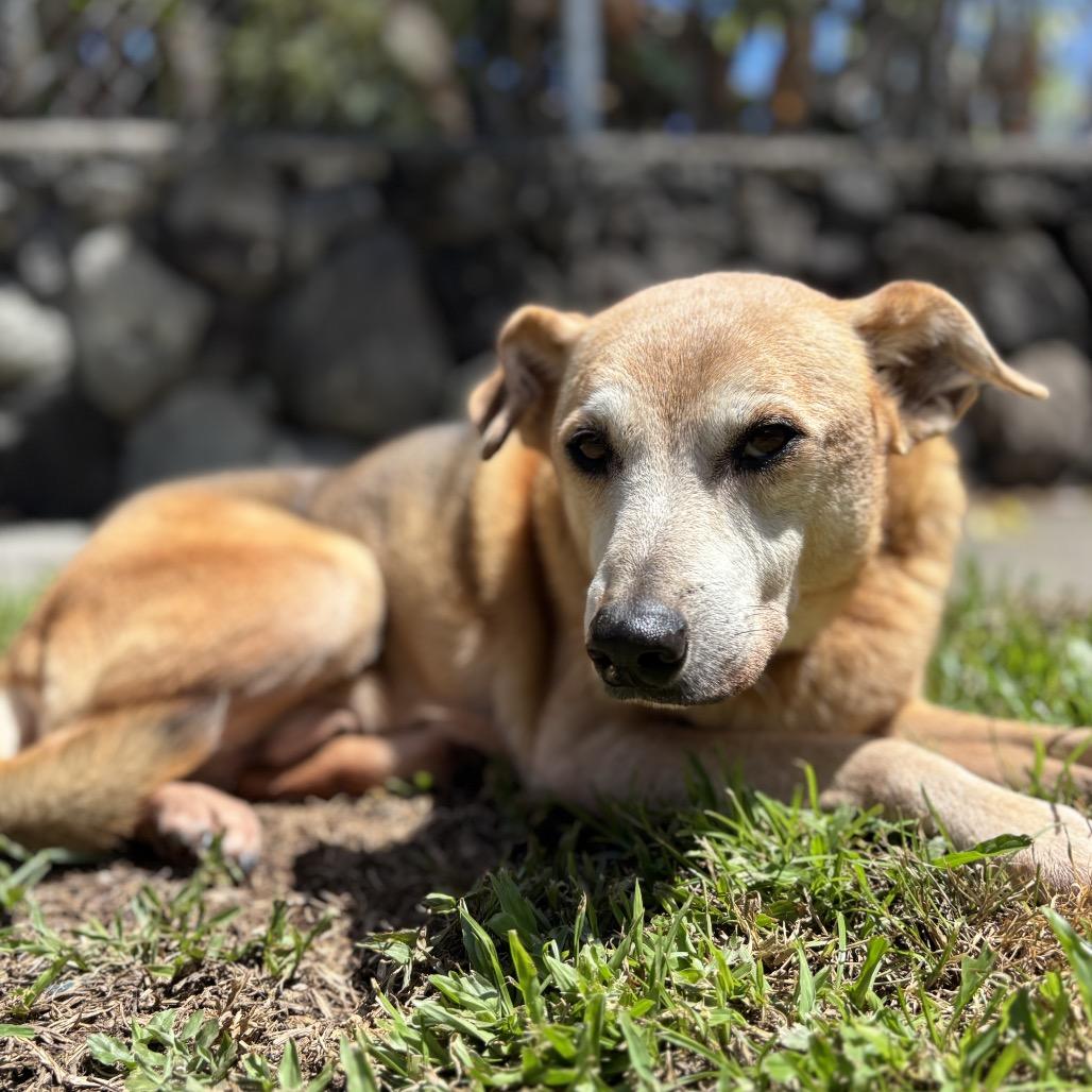 Enlarge Ryu (COH-A-64987), a Adoptable Mixed Breed in Keaau, HI image 3/6