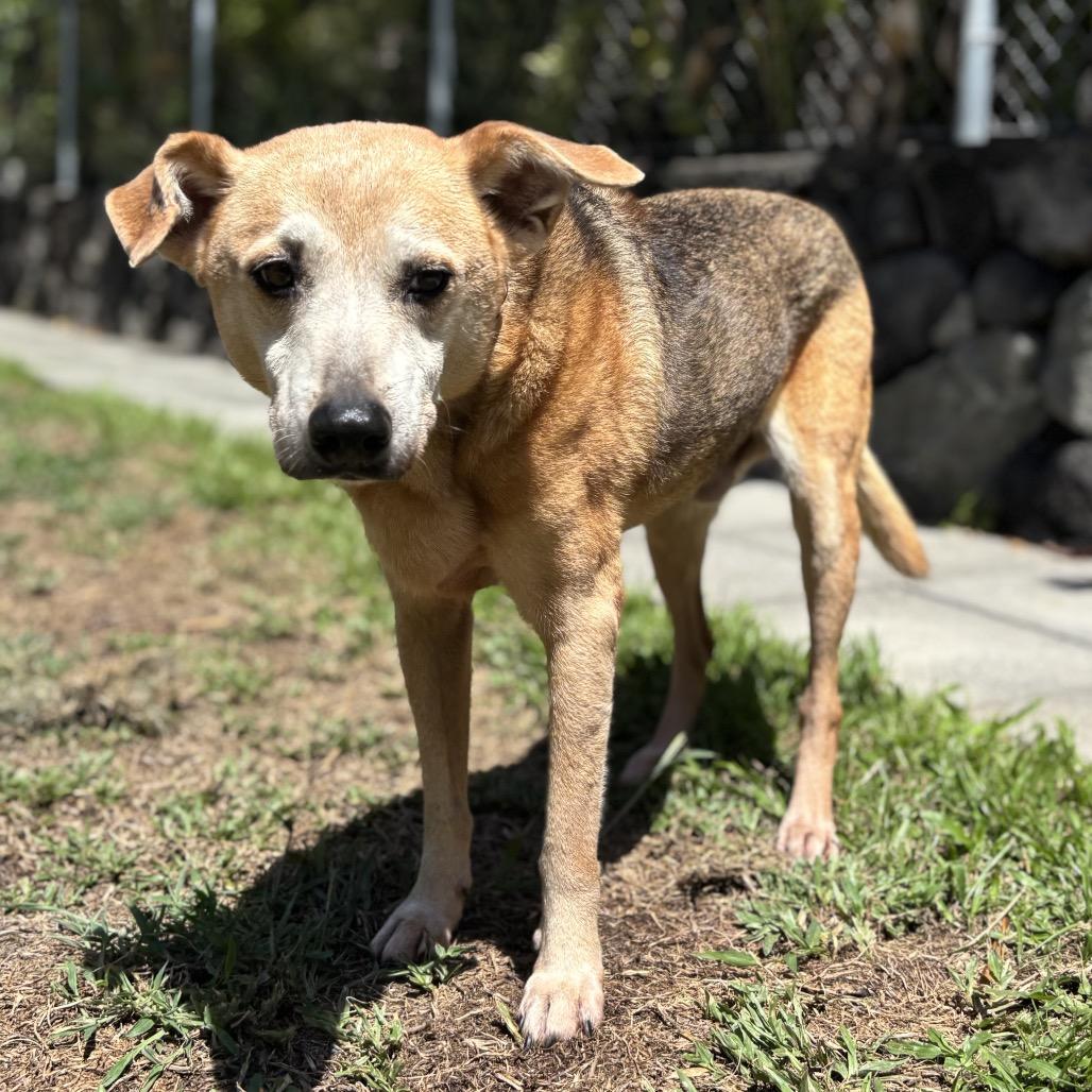 Enlarge Ryu (COH-A-64987), a Adoptable Mixed Breed in Keaau, HI image 4/6