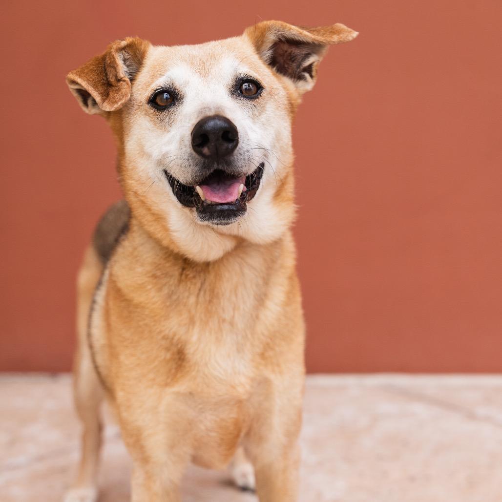 Enlarge Ryu (COH-A-64987), a Adoptable Mixed Breed in Keaau, HI image 5/6