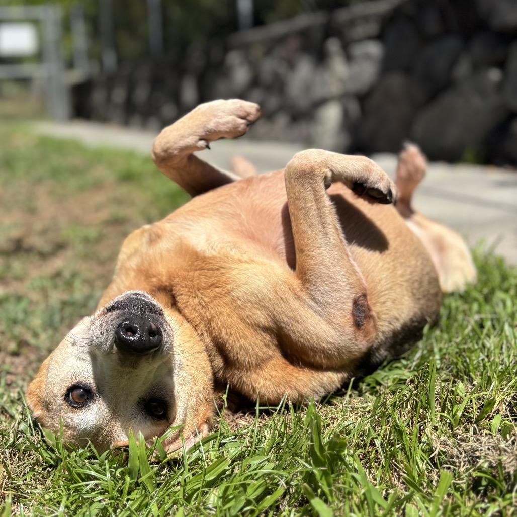 Enlarge Ryu (COH-A-64987), a Adoptable Mixed Breed in Keaau, HI image 6/6