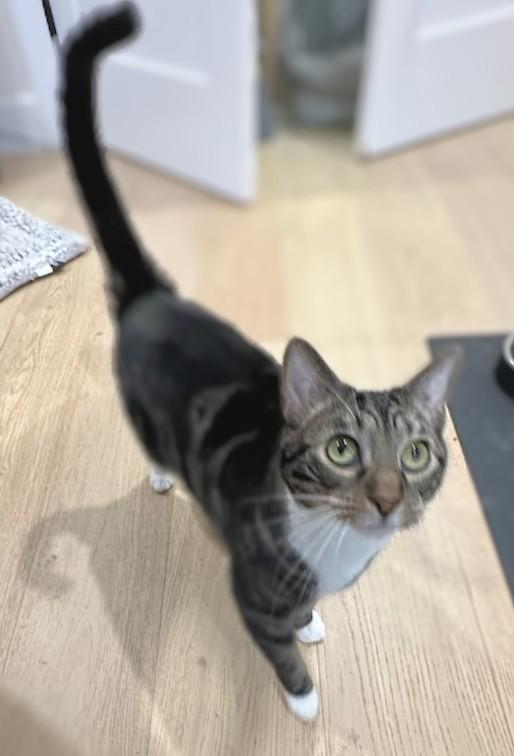 Enlarge Cloud, a Adoptable Domestic Short Hair in Melrose, MA image 3/6