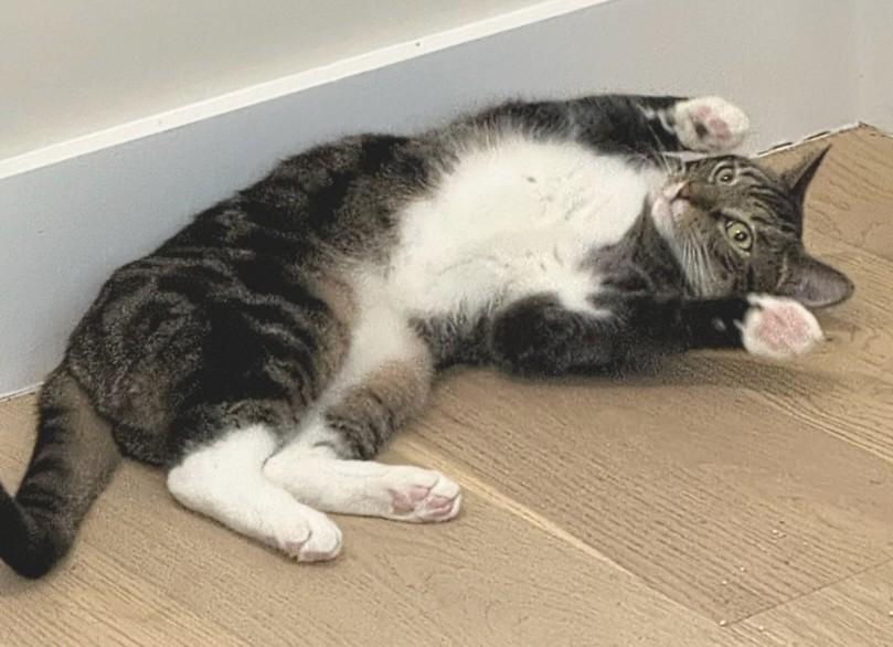 Enlarge Cloud, a Adoptable Domestic Short Hair in Melrose, MA image 1/6