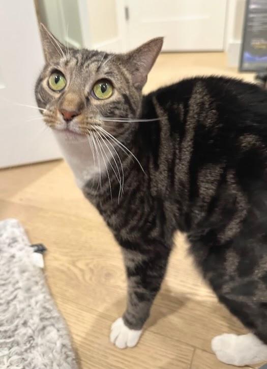 Enlarge Cloud, a Adoptable Domestic Short Hair in Melrose, MA image 2/6