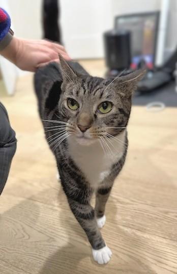 Enlarge Cloud, a Adoptable Domestic Short Hair in Melrose, MA image 4/6
