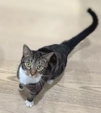 Enlarge Cloud, a Adoptable Domestic Short Hair in Melrose, MA image 5/6