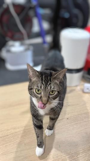 Enlarge Cloud, a Adoptable Domestic Short Hair in Melrose, MA image 6/6